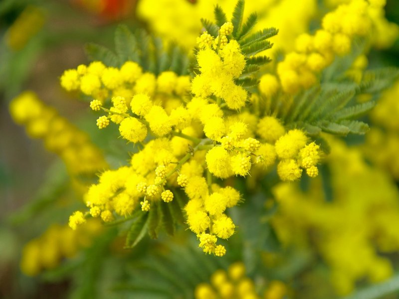 mimoza