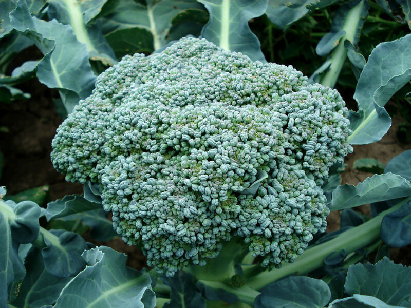 brokula