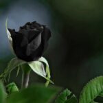 crna ruža