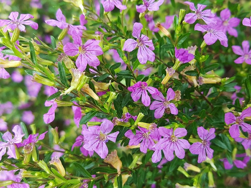 japanska mirta