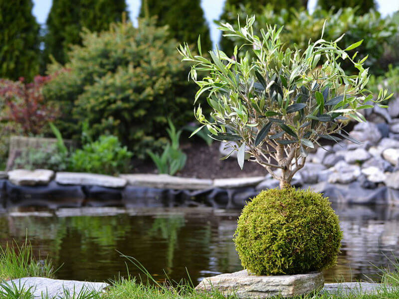 kokedama