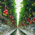 vertikalni uzgoj rajčice