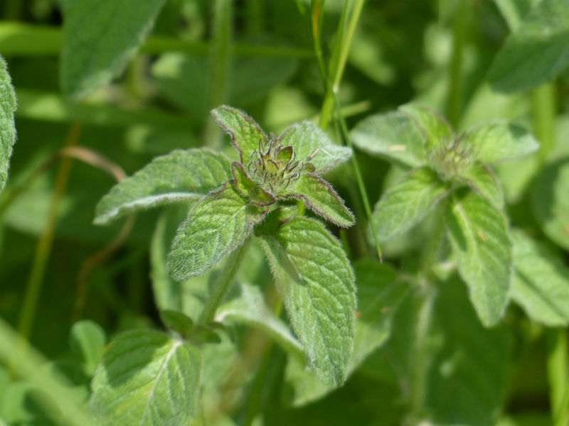 menta