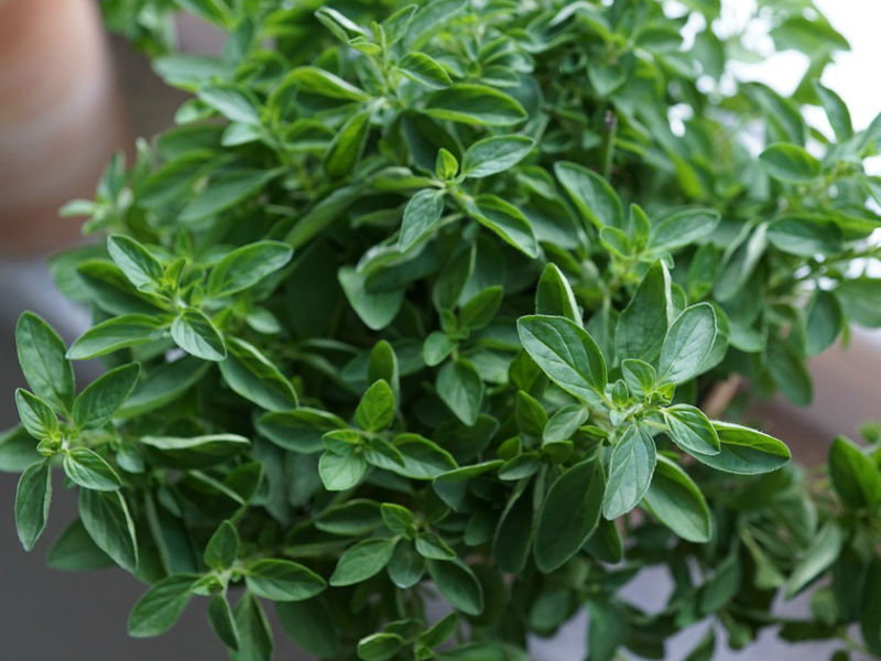 origano