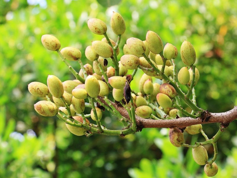 drvo pistacija