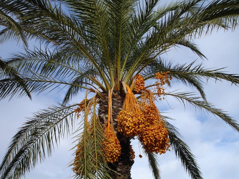 palma-datulje