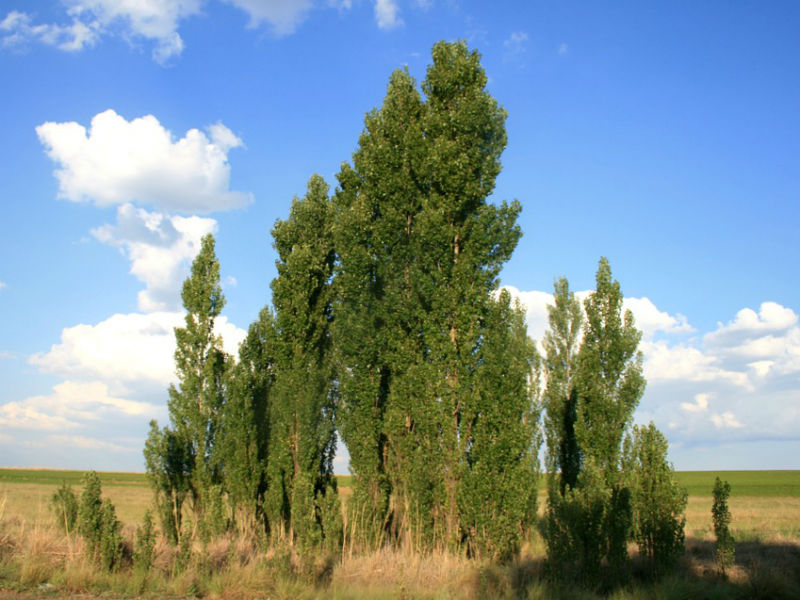 jablan