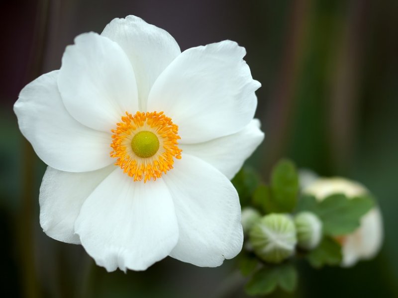 Šumarica (anemone)