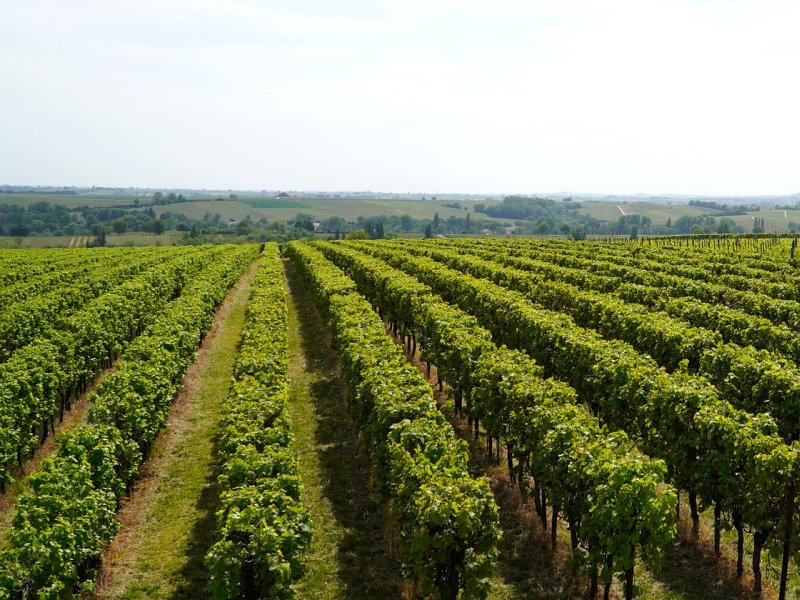 vinograd