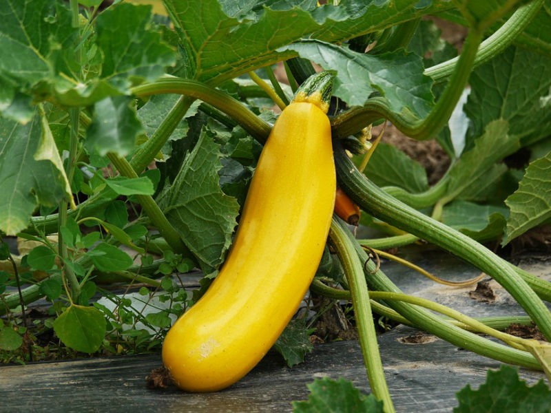 tikvica