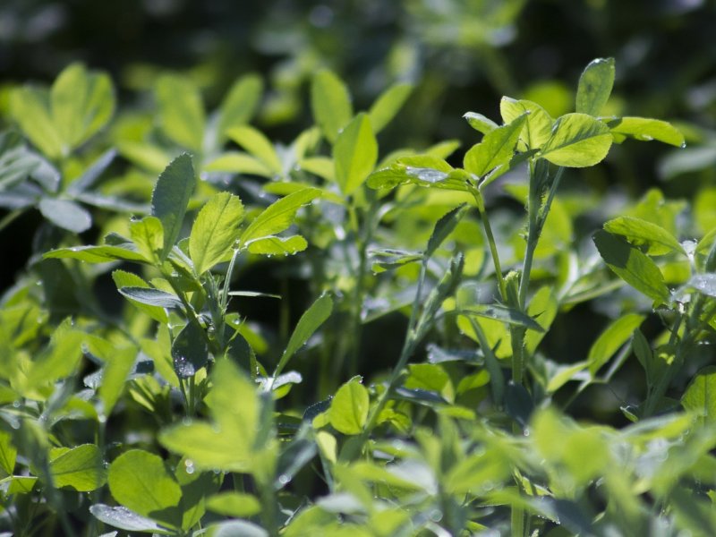 lucerna, alfalfa