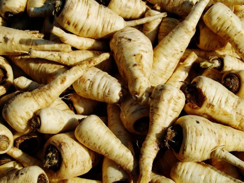 pastrnjak