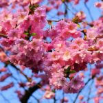 japanska trešnja