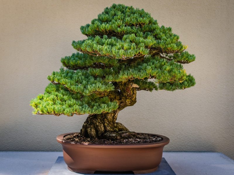 bonsai