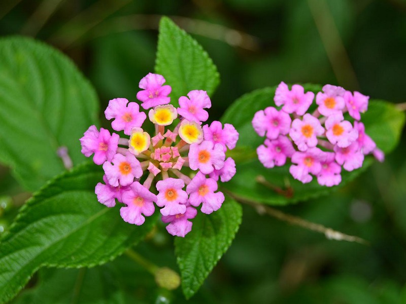 lantana