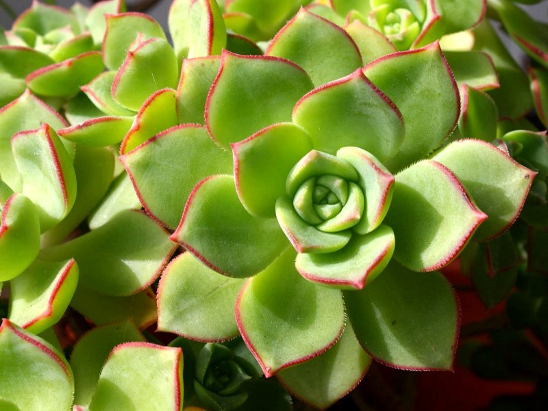 echeveria