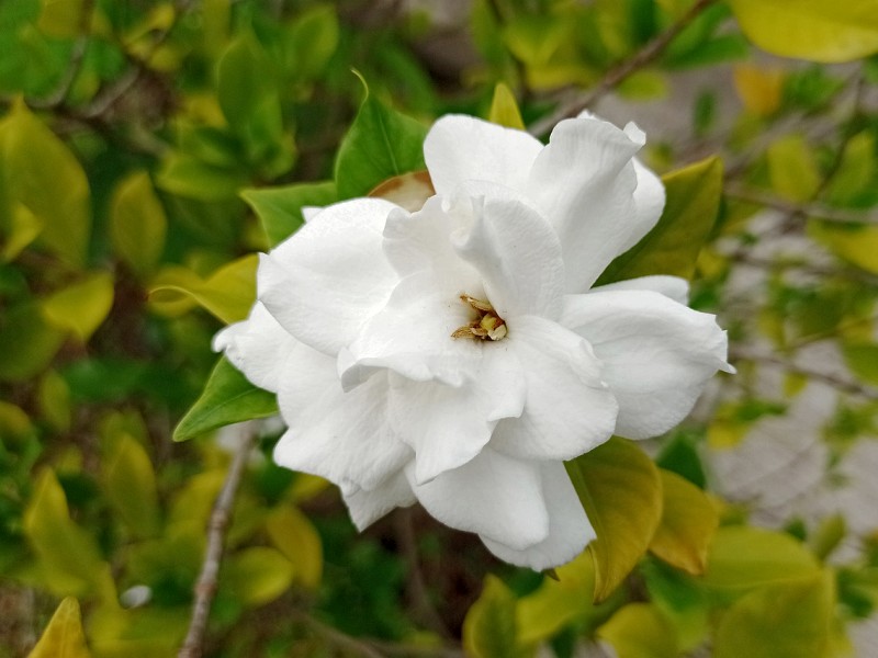 gardenija