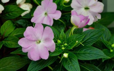 impatiens - lijepi dečko